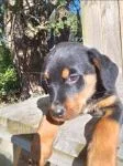 Rottweiler Puppies - thumbnail 2