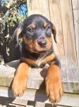 Rottweiler Puppies - thumbnail 1