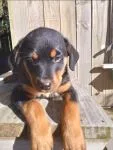 Rottweiler Puppies - thumbnail 3