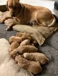 Labrador Puppies - thumbnail 1
