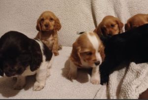 Cocker Spaniel puppies
