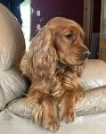 Cocker Spaniel puppies - thumbnail 2
