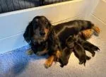 Dachshund Puppies - thumbnail 3