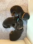 Dachshund Puppies - thumbnail 2