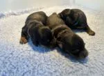 Dachshund Puppies - thumbnail 1