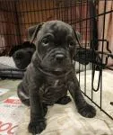 Pure Bred Staffy Puppies - thumbnail 2