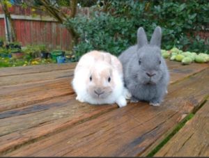 Dwarf Rabbits