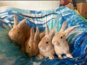 Flemish giant Rabbits for sale