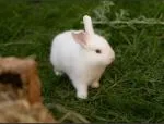 Purebred NZ White Rabbits - thumbnail 1