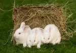 Purebred NZ White Rabbits - thumbnail 3