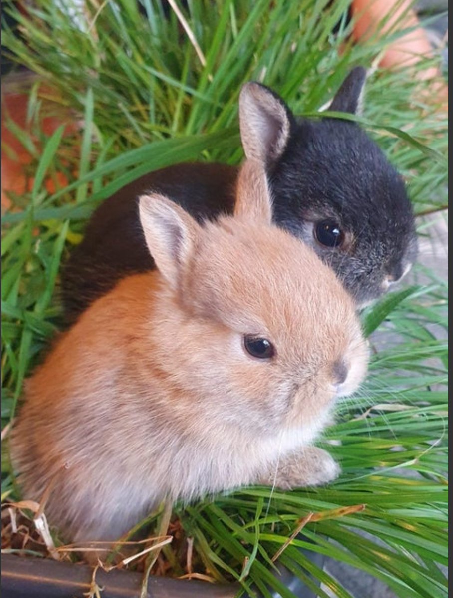 Dwarf rabbits For Sale - photo 1