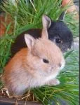 Dwarf rabbits For Sale - thumbnail 1