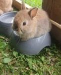 Dwarf rabbits For Sale - thumbnail 2
