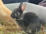 Dwarf rabbits For Sale - thumbnail 3