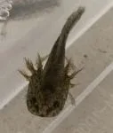 Wild Axolotl Babies - thumbnail 2
