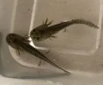 Wild Axolotl Babies - thumbnail 3