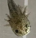 Wild Axolotl Babies - thumbnail 1