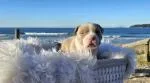 American Bullys Puppies - thumbnail 3