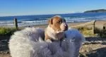 American Bullys Puppies - thumbnail 2