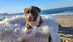 American Bullys Puppies - thumbnail 1