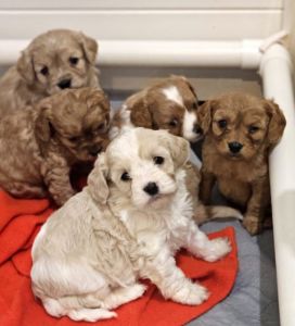 CAVOODLES Puppies