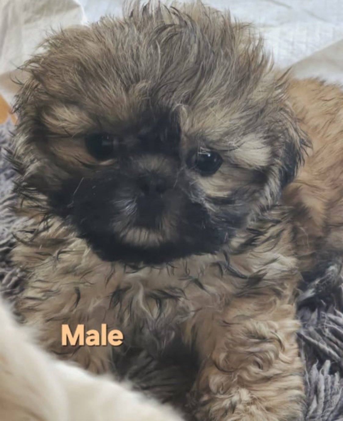 Shih Tzu Puppies - photo 1