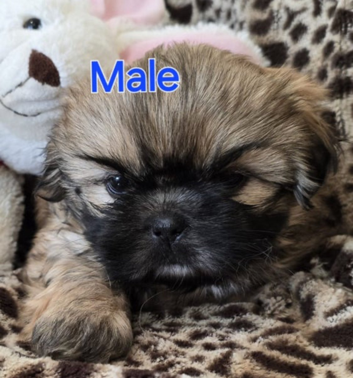 Shih Tzu Puppies - photo 1