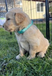 Golden Retriever Puppies
