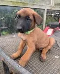 Belgian Malinois Puppies - thumbnail 2