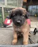 Belgian Malinois Puppies - thumbnail 1