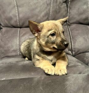Swedish Vallhund Puppy