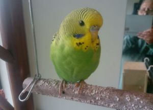 Baby Budgies