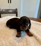 Miniature Daschund Puppies - thumbnail 2