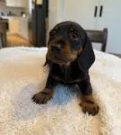 Miniature Daschund Puppies - thumbnail 1