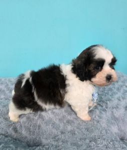 Poodle X Shih tzu Puppies