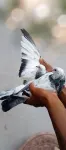 Pigeons pair - thumbnail 3