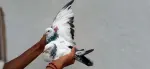Pigeons pair - thumbnail 2