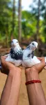 Pigeons pair - thumbnail 1