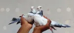 Pigeons pair - thumbnail 5